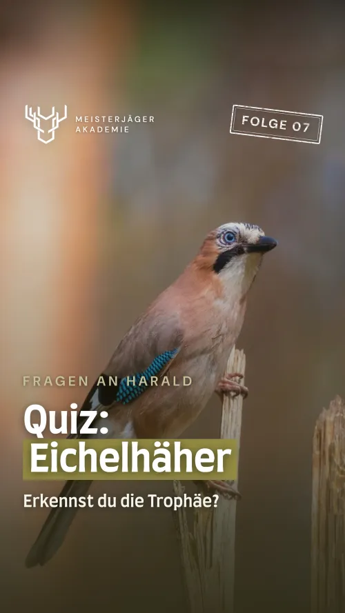 Trophäe Eichelhäher