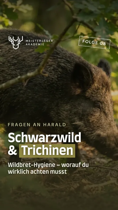 Wildbrethygiene