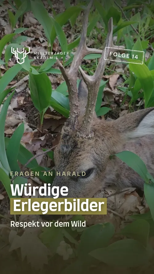Erlegerbilder