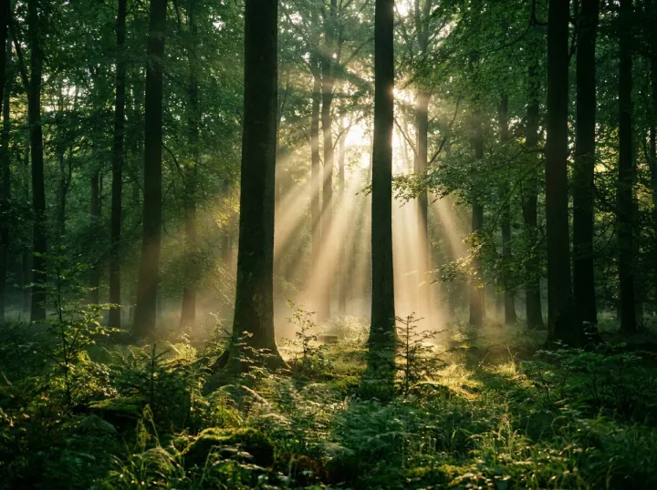 Herbstwald im Morgenlicht