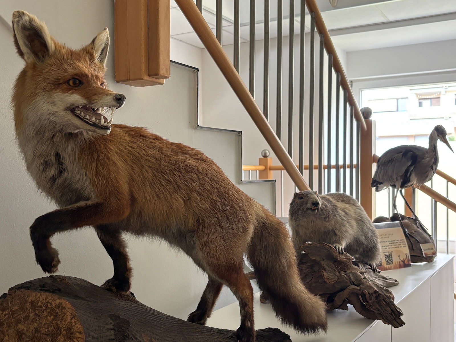 Fuchs und weitere Präparate in der Akademie