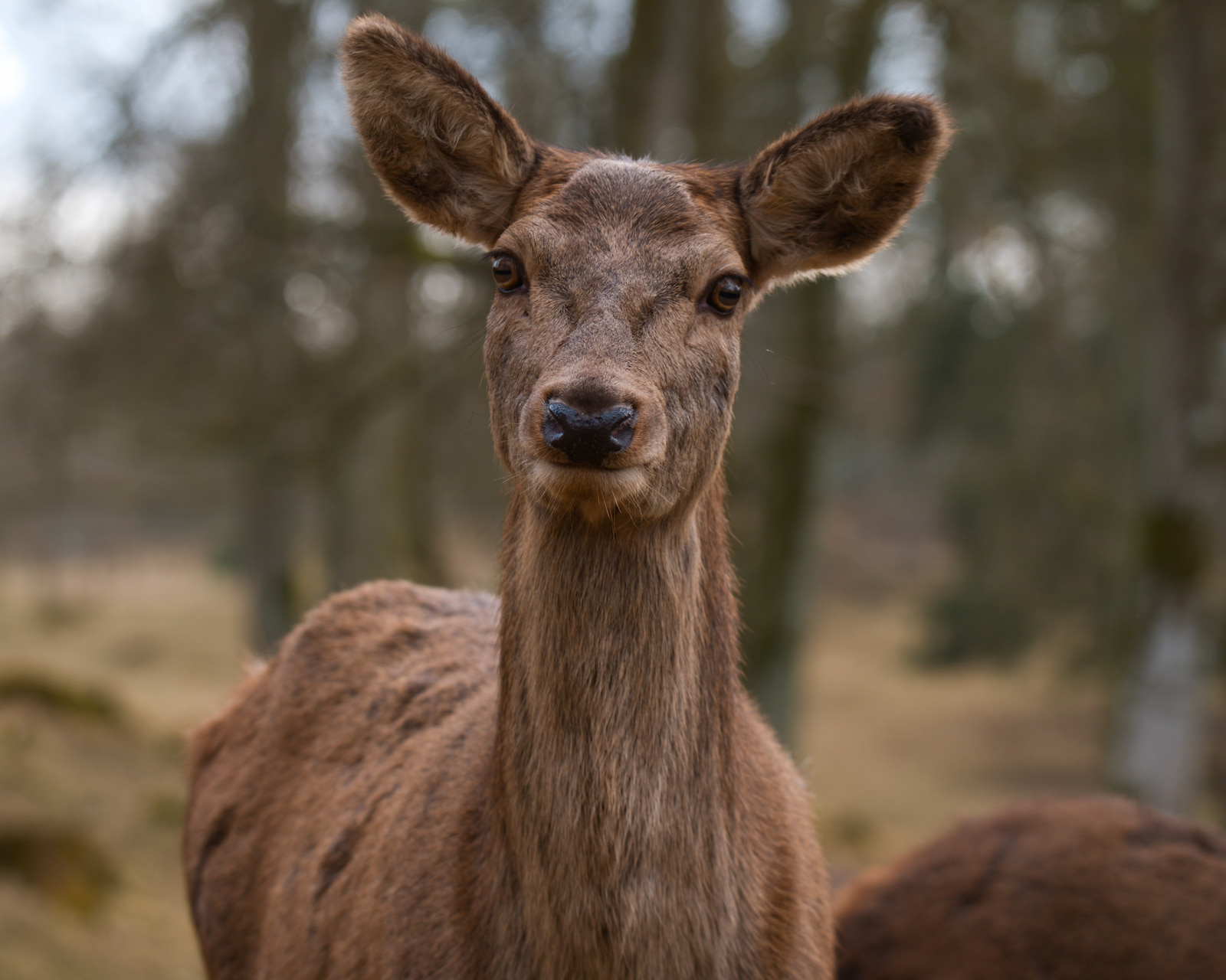 Rotwild aus der Nähe